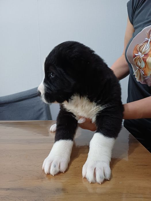 Среднеазиатская овчарка