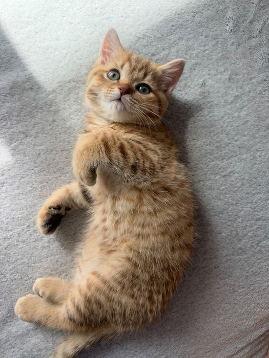 British Shorthair Golden Tabby și Lilac