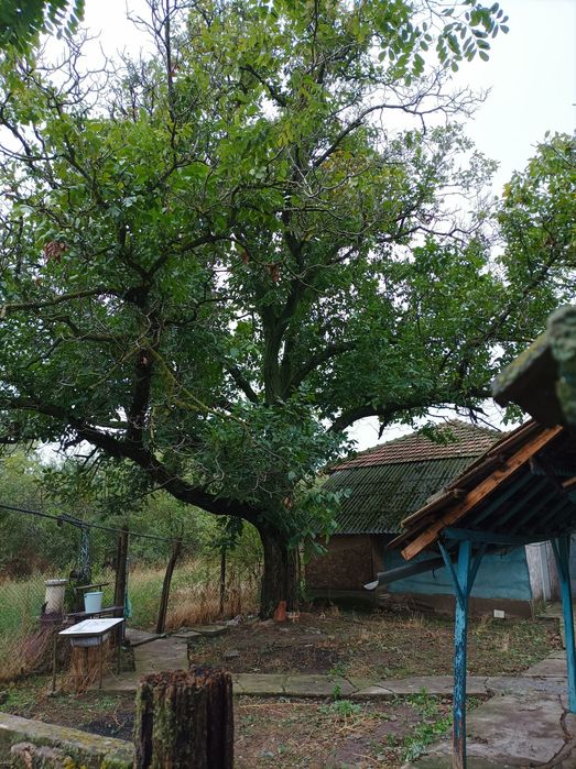 Casă bătrânească cu teren 3.500 mp, vie, pomi și utilități – ideală pe