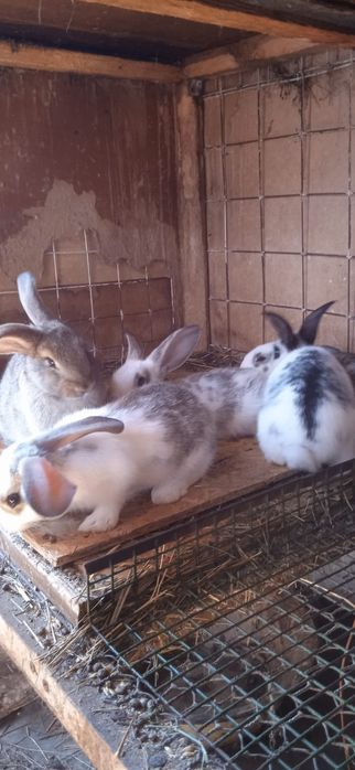 Кролики 1,5 месячные