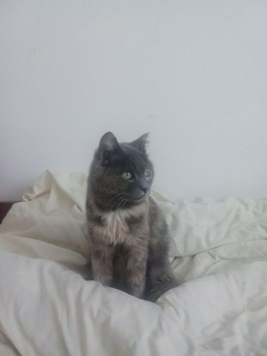 Отдам кошечку , ласковая