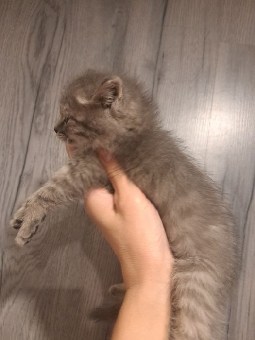 Котята девочки 1,5 мес