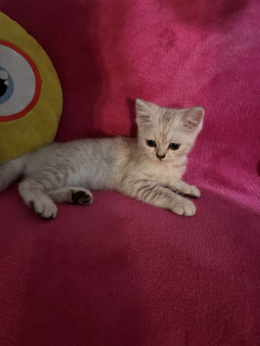 British shorthair