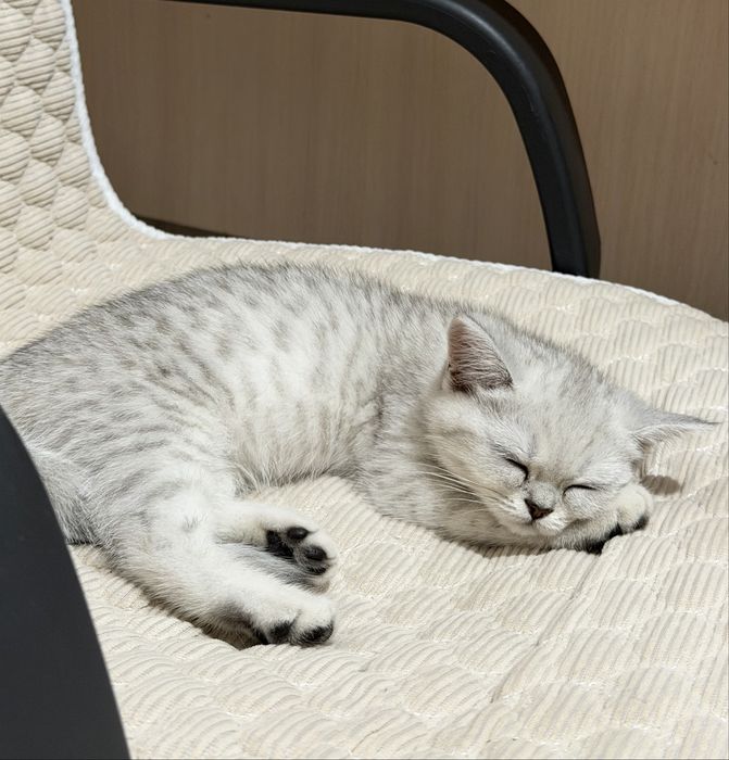 Котенок-девочка 2,5 месяца