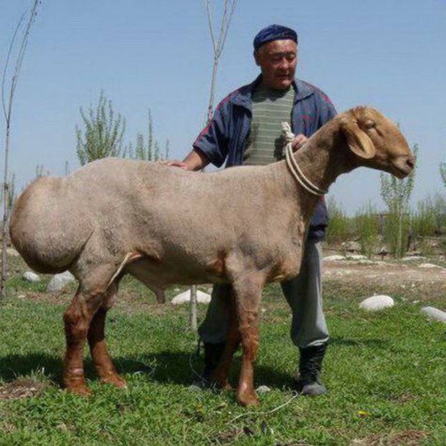 Куй жуни ва тирнок,ларини олиш хизмати