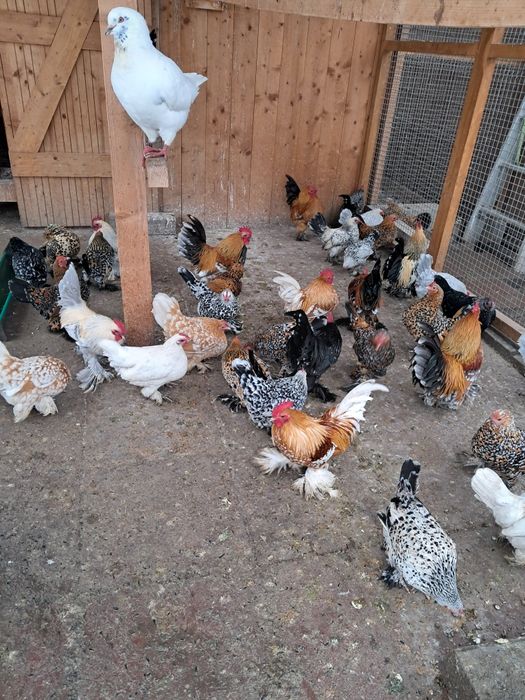 Vând Găinuțe de Rasă Mii de Flori