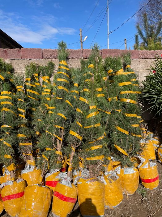 Саженцы көшет барлық түрлері бар