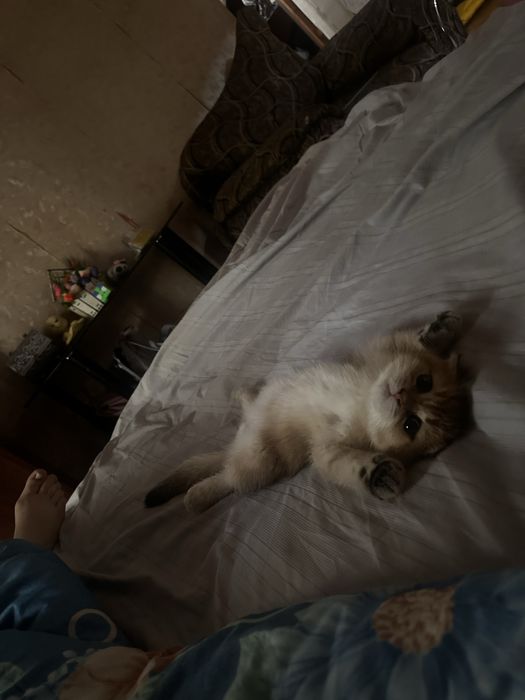 Британский золотая шиншилла