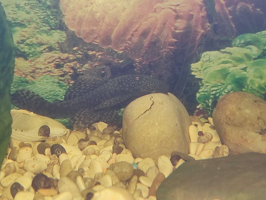 Аквариум 60 литров