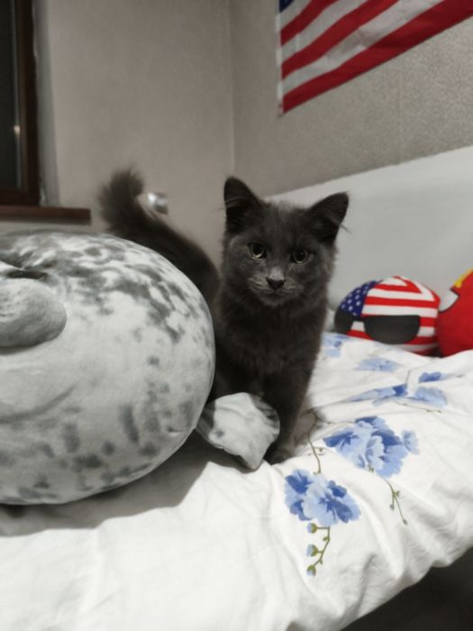 Отдаю котят, 5 месяцев