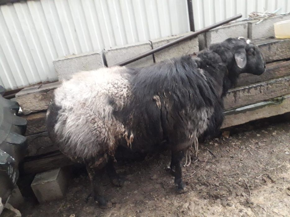 Кой сатылады срочна