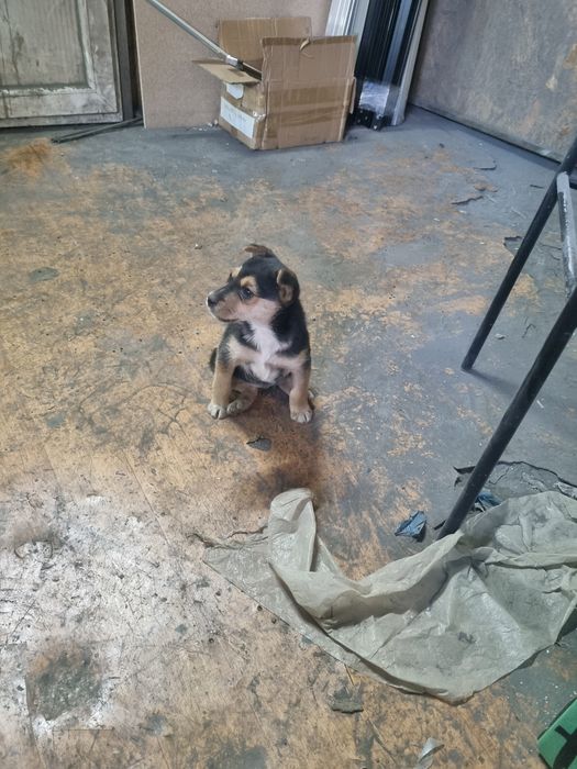 Отдам щенка девочка