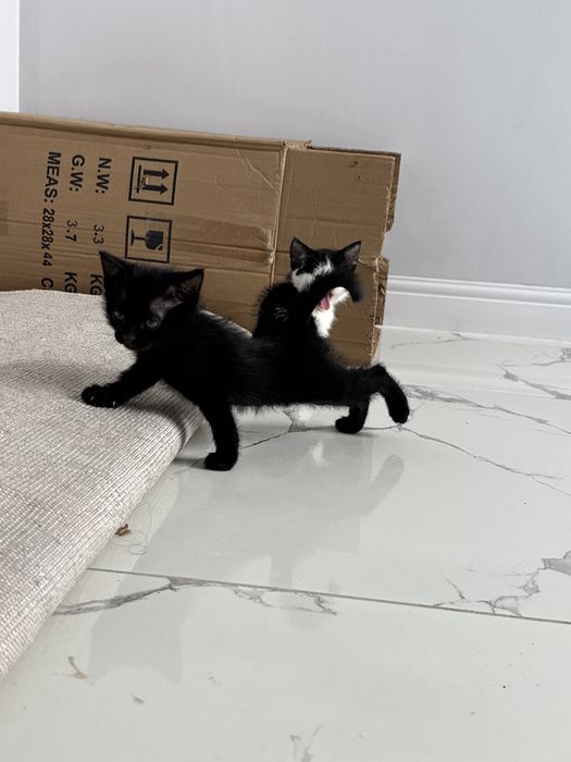 Маленькие Котенки