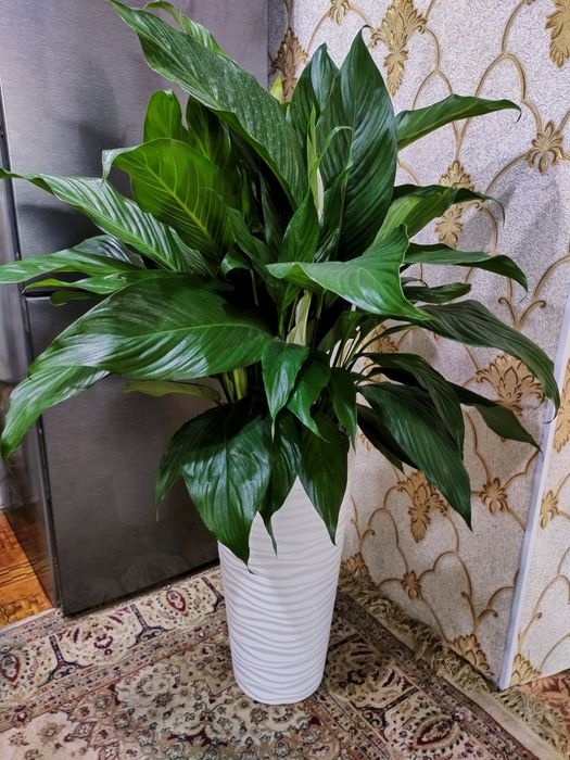 Растения!! Доставка