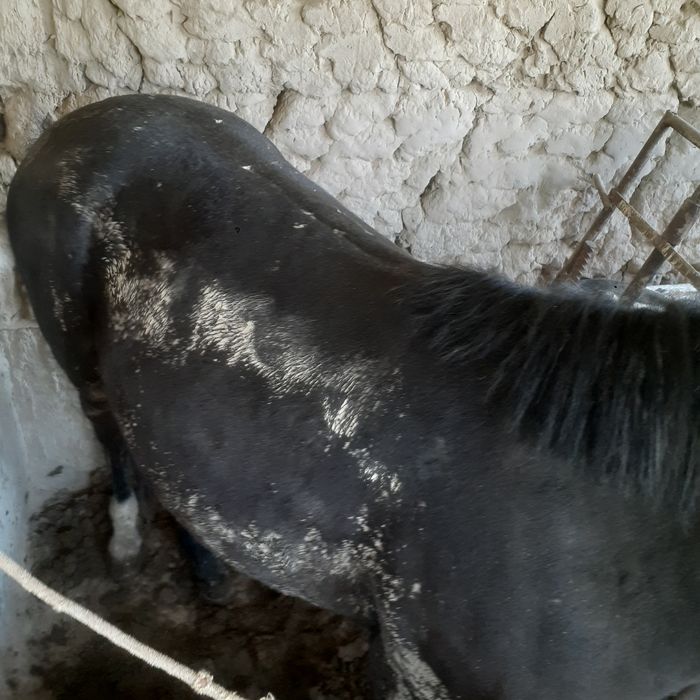 Тай сатылады 1 5жас коктемде 2 жас