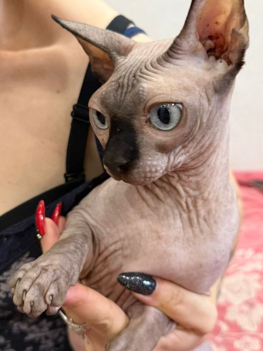 Котики сфинксы редкого окраса