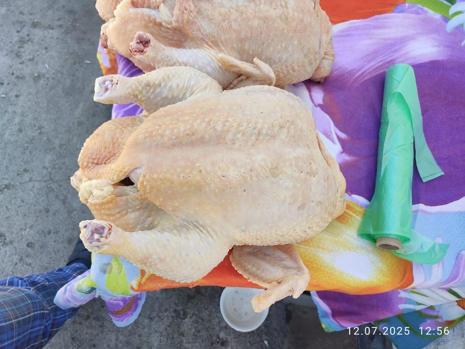 Бройлер домашний