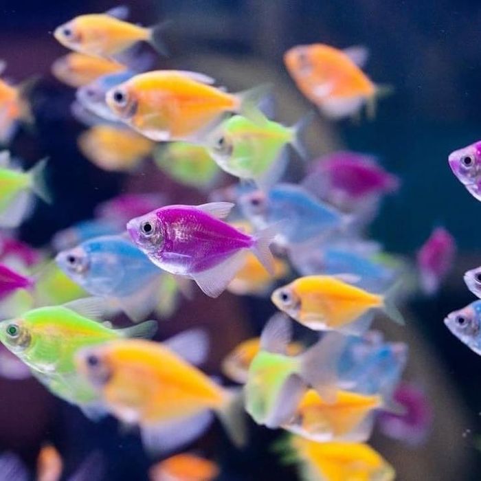Аквариумные рыбки