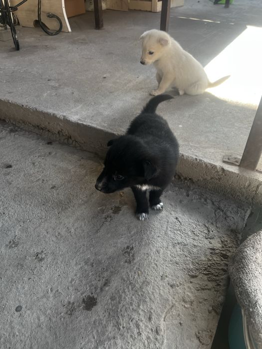 Отдам шенков в хорошие руки