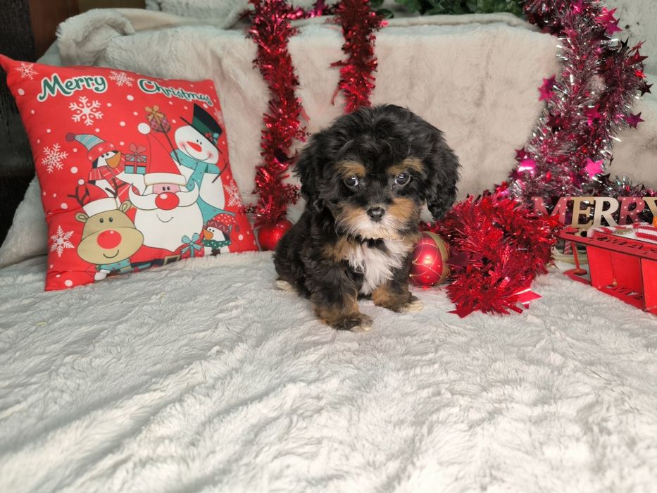 Vand fetita Cavapoo black and tan F1.