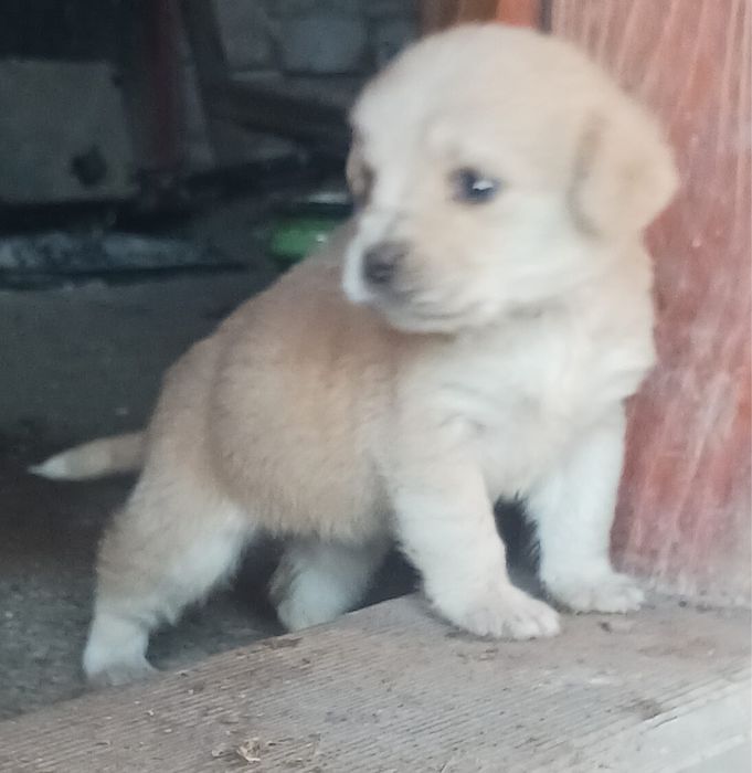 donez catelusi fata si baiat