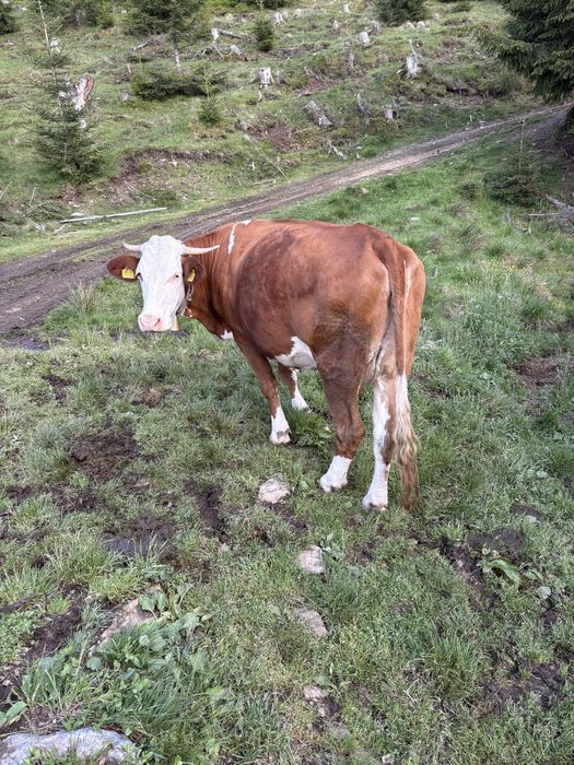 Vaca de vanzare