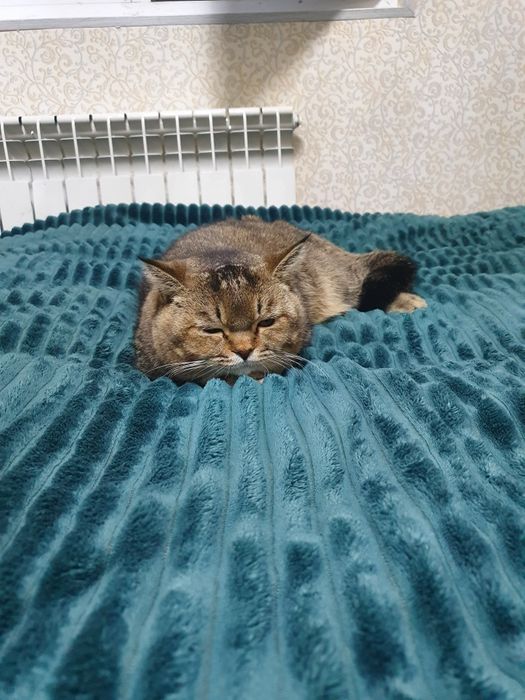 Вязка шеншело и скотч