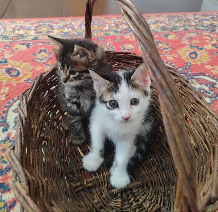 Отдам котят в любящие руки