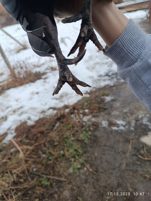 Два красивых карлика парочка