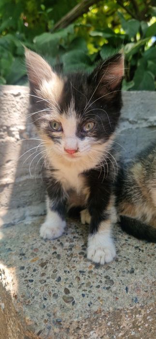 Котята бесплатно