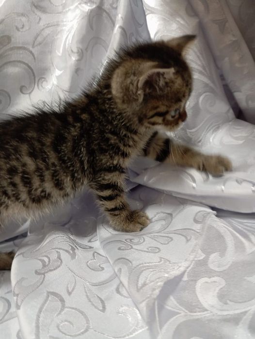 Продается девочка