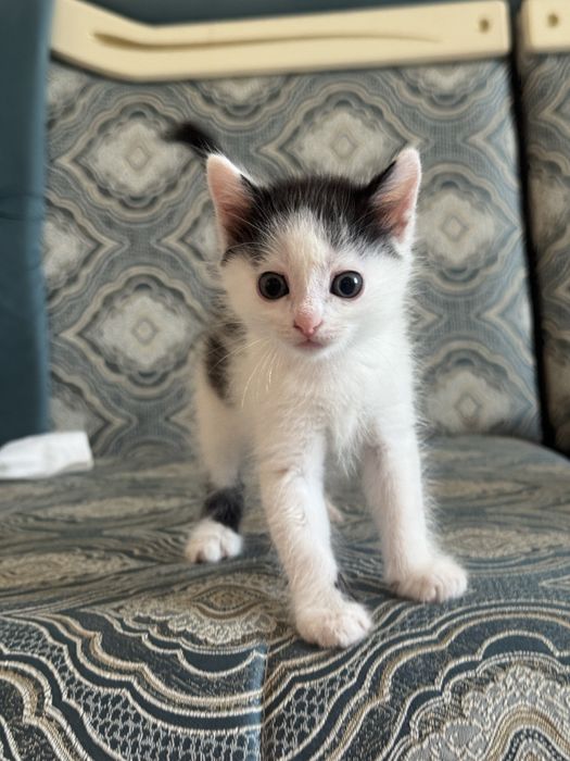Отдам котят в самые лушче руки