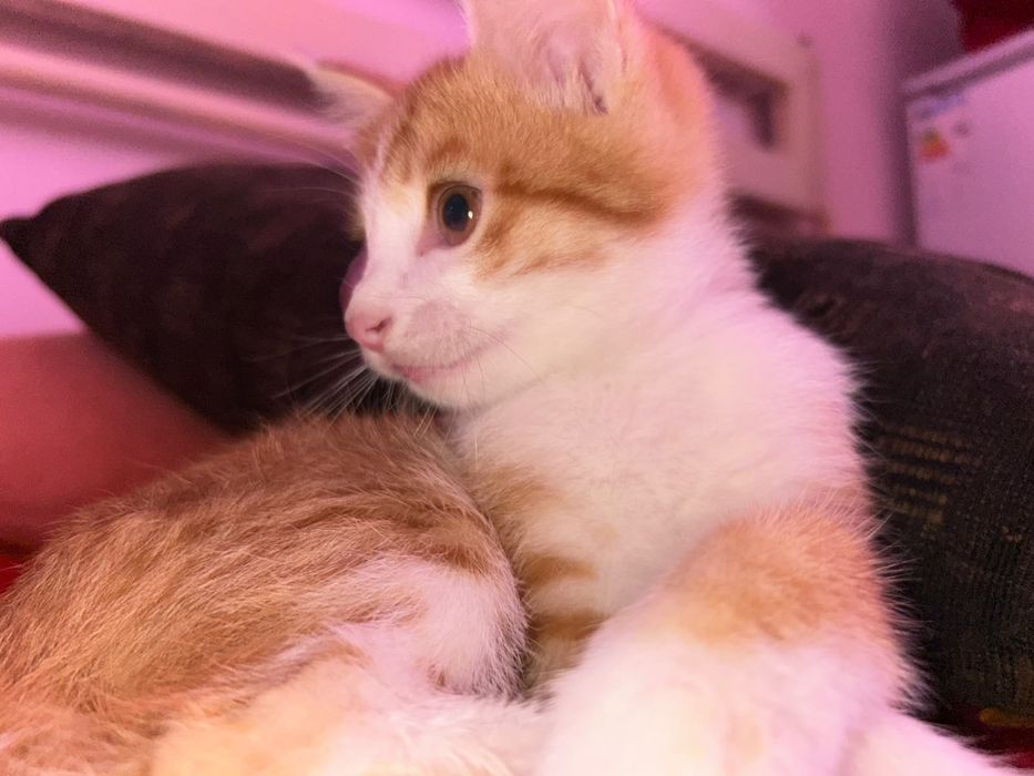 Отдадим котёнка в добрые руки.