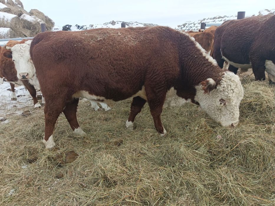 Продам бык 3 года