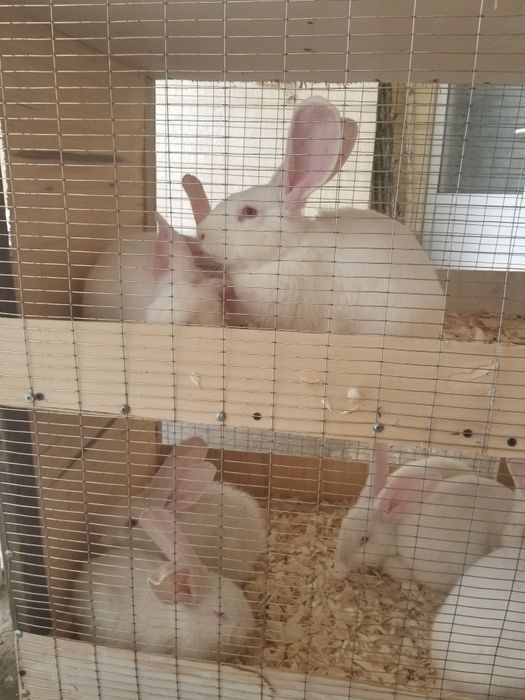 Tozza narsalar 50kunlik 75kunlik