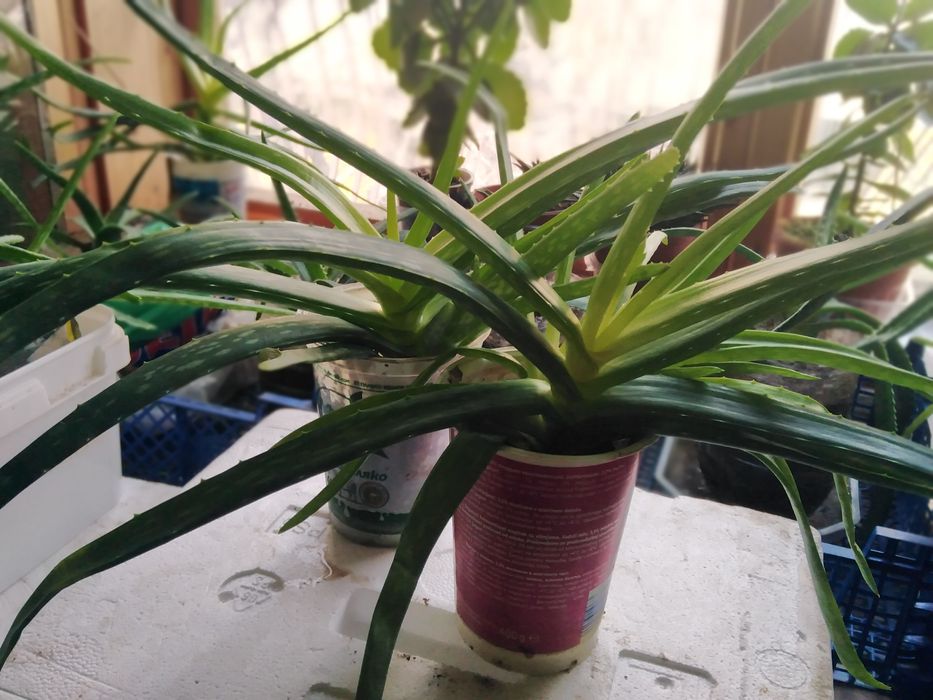 Лечебно АЛОЕ ВЕРА, Коледниче, КАЛАНХОЕ, Семена, от зеленчуци и цве