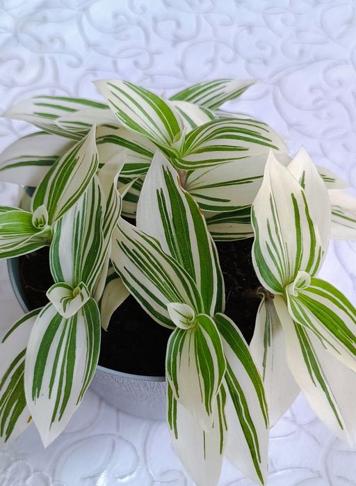 Традесканция Альбовитата