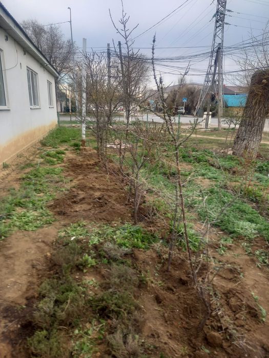 Продам деревья облепиха и равна красное