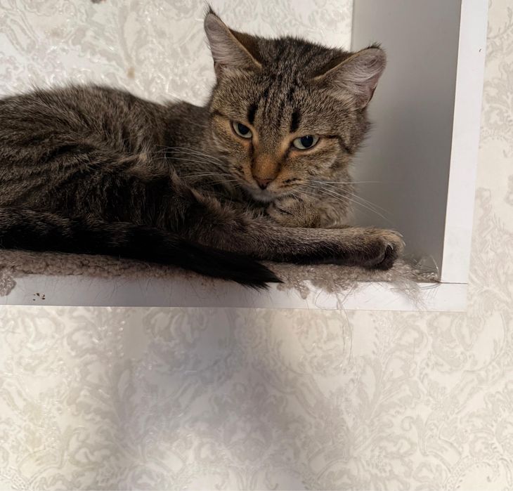 Кошечку в добрые руки