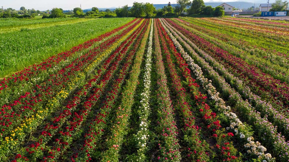 Trandafiri în Ghiveci – Soiuri de Calitate, Direct de la Pepinieră!