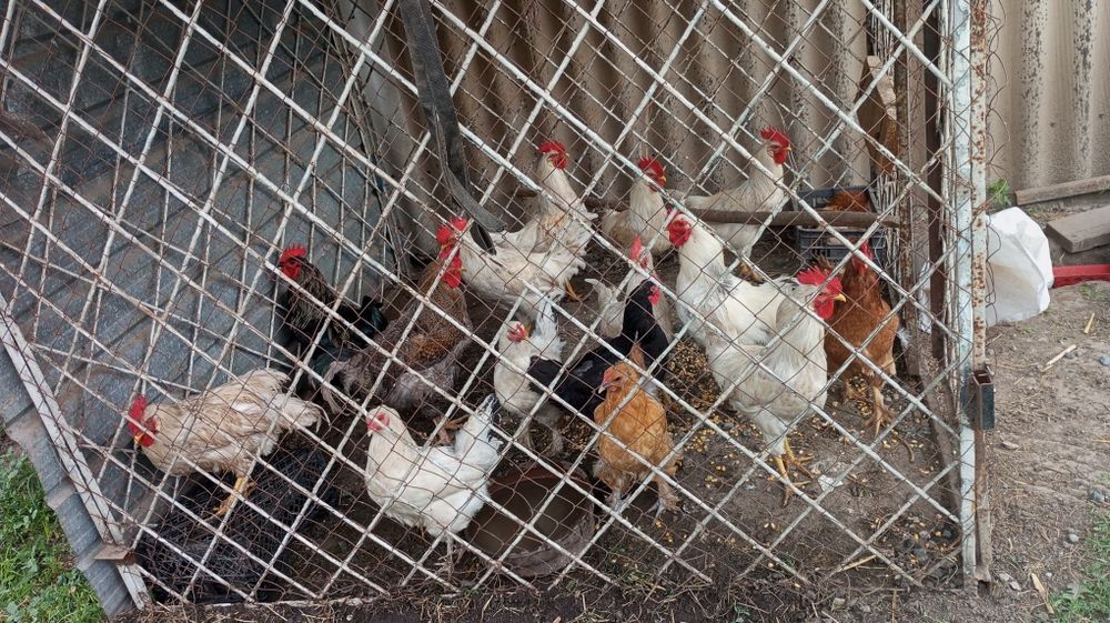 Продам домашних кур и петухов