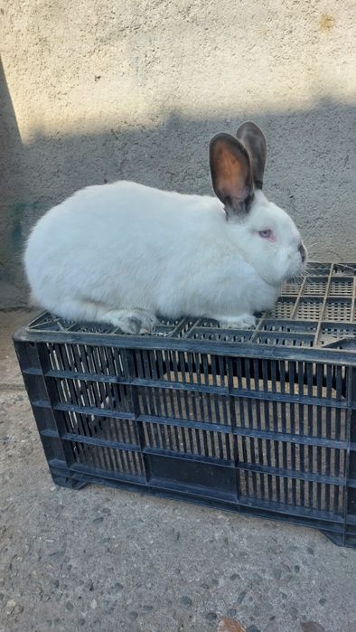 Vând iepuri californieni