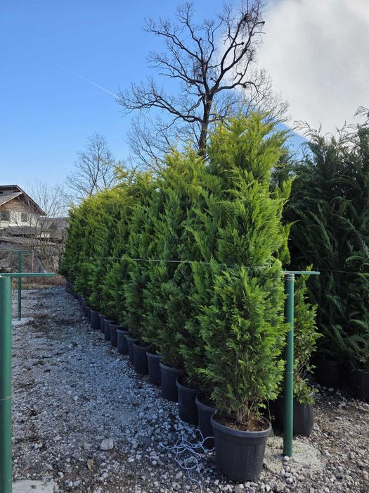 Leylandi Cupressocyparis Ornamentali pentru Gard Viu și Curți Elegante