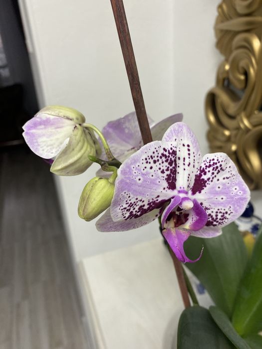 Орхидея фаленопсис
