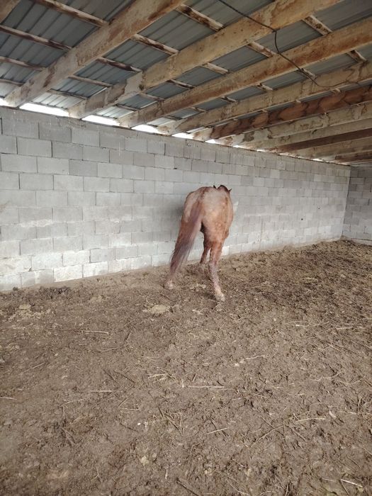 Кобыла бие байтал лошади