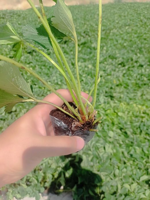 Қулупнай кўчатлари, рассада клубник