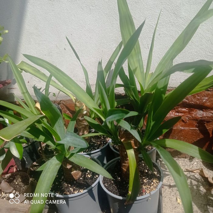Yuca plantă ornamentală