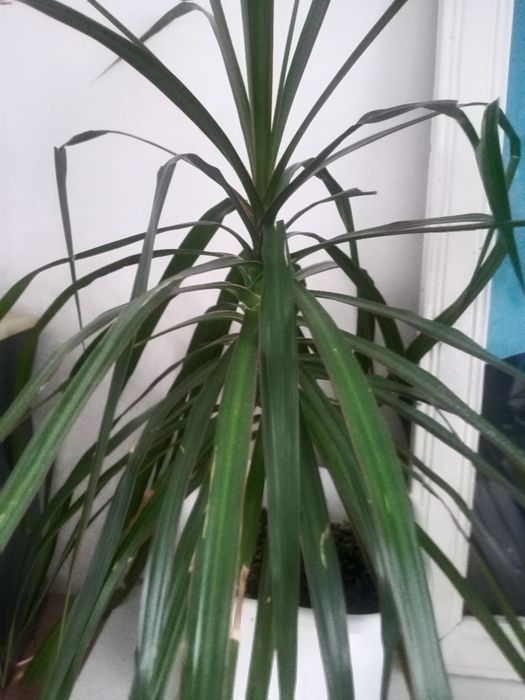 Продам комнатные цветы