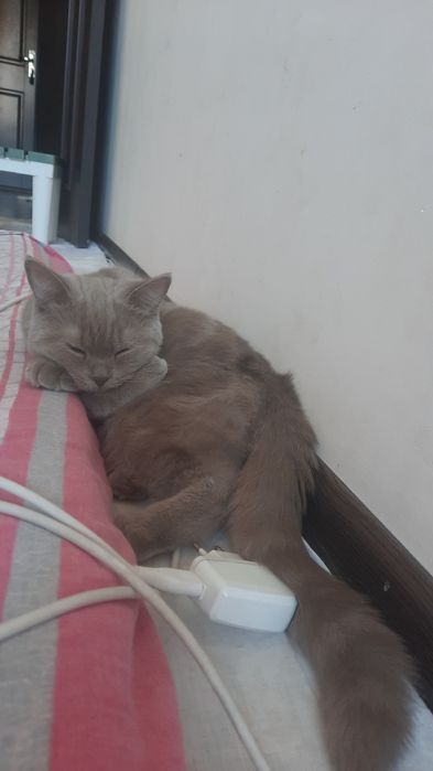 Британский котёнок