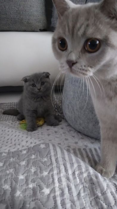 Шотландские Скоттиш Фолды